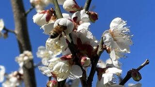 梅の花がほぼ満開です