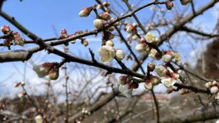 ちらほらと咲き始めました。