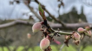 小さな梅の実が見えてきました。