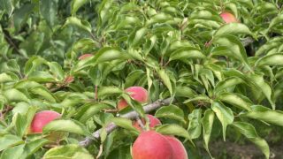 南高梅も色付いてきました。