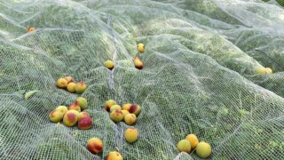 南高梅が完熟していい香りがしてます。